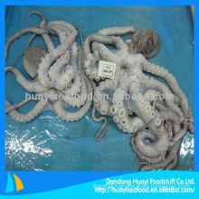 high quality fresh frozen whole small octopus